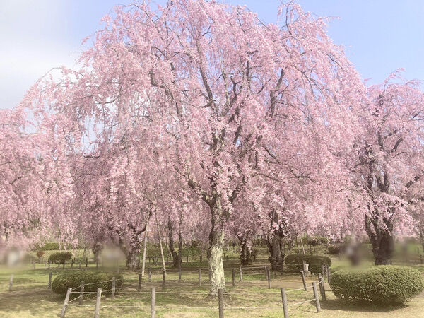 25daebbe-s