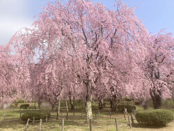25daebbe-s