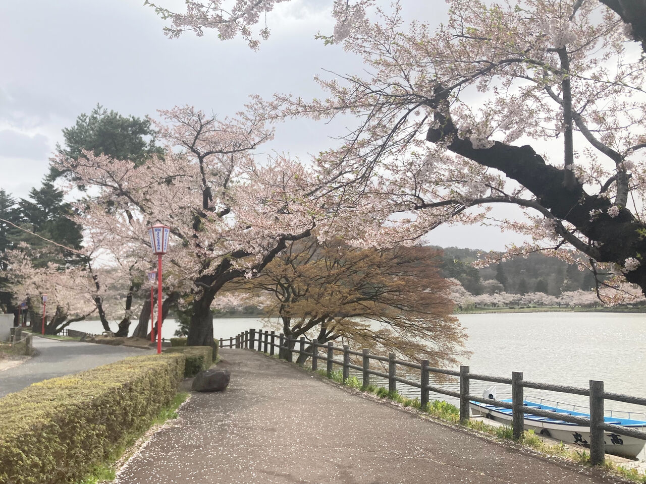 満開から葉桜まで!一休だんごの出店も!『高松公園(高松の池)』の桜見に行ってみた。※4月14日撮影 : もりおか通信 - 岩手県盛岡市の地域 ...