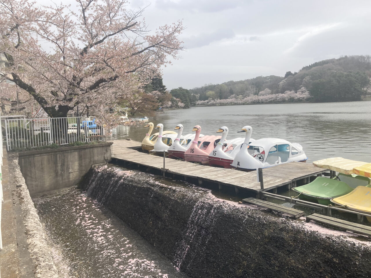 満開から葉桜まで!一休だんごの出店も!『高松公園(高松の池)』の桜見に行ってみた。※4月14日撮影 : もりおか通信 - 岩手県盛岡市の地域 ...
