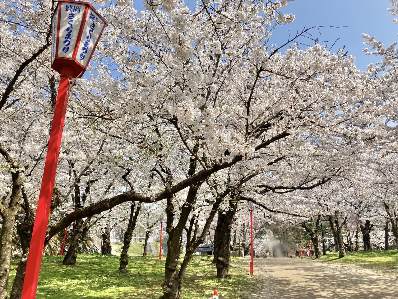 ちょうど見頃!『盛岡城跡公園(岩手公園)』の桜見に行ってみた ちょうど見頃!『盛岡城跡公園(岩手公園)』の桜見に行ってみた