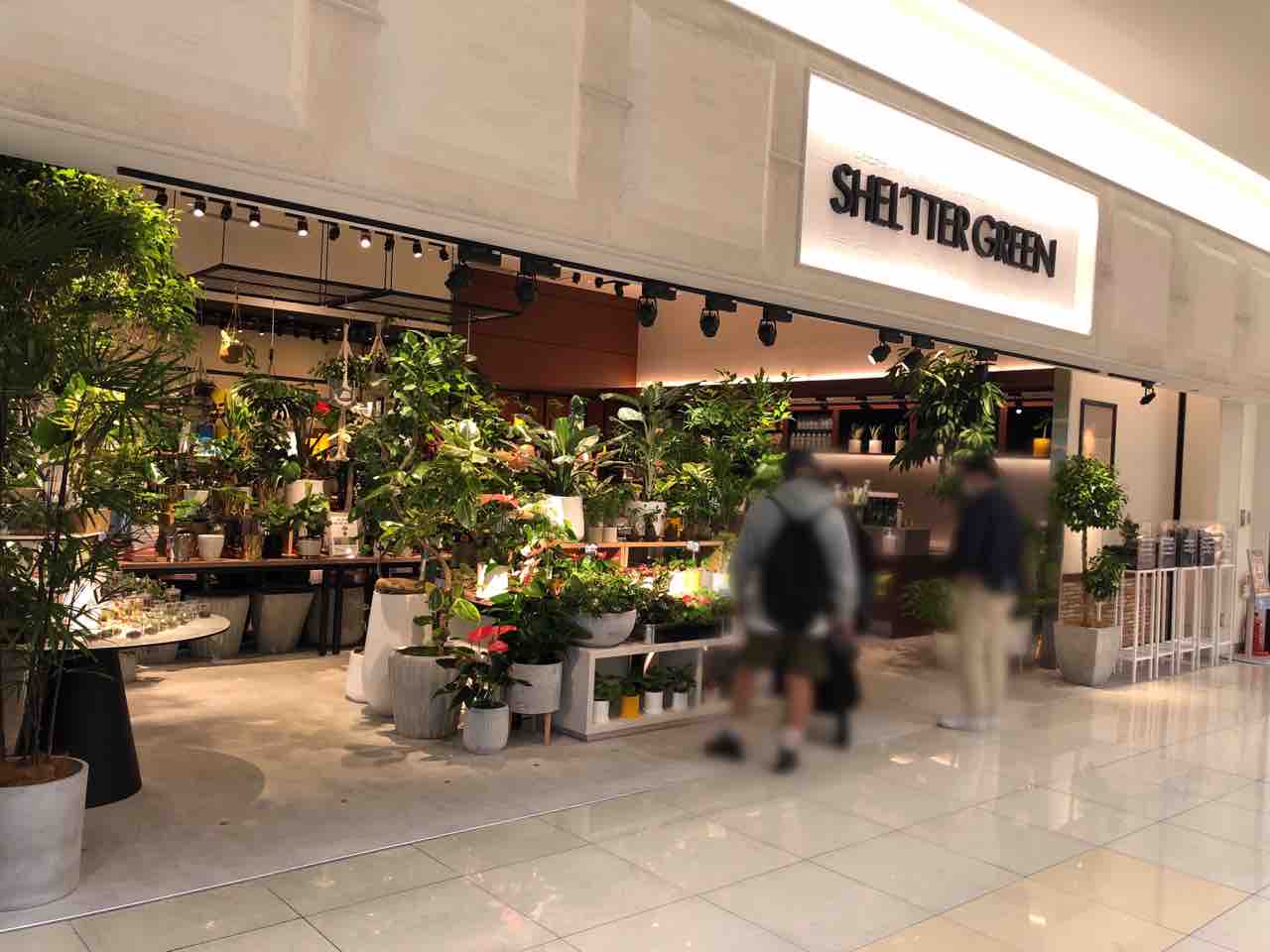 アリオ亀有 にガーデニング雑貨店 Shel Tter Green アリオ亀有店 シェルターグリーン がオープンしてる 元 上島珈琲店 アリオ亀有店 だったところ かつしかく通信 東京都葛飾区の地域情報サイト