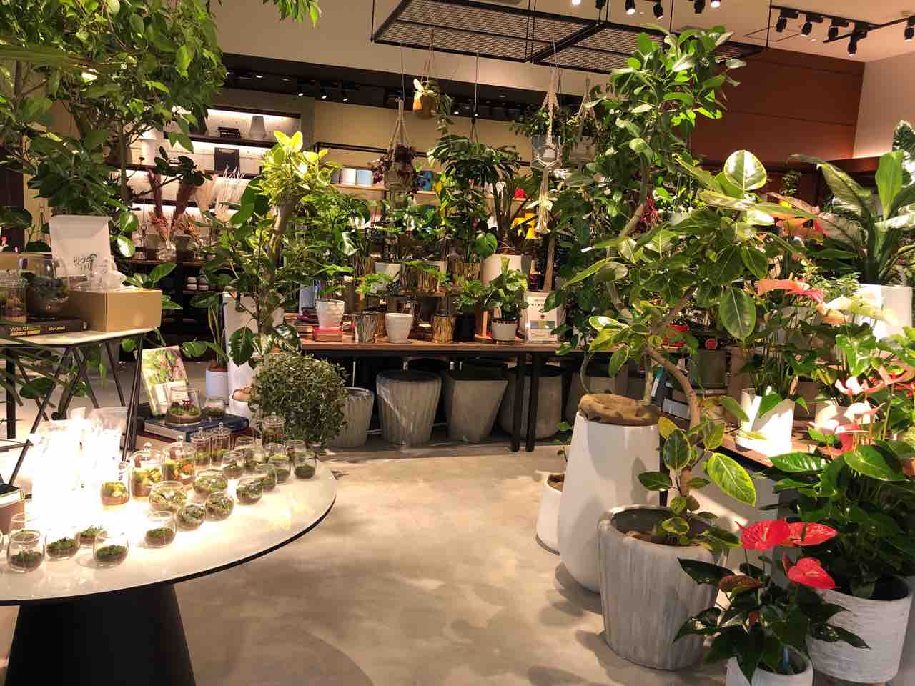 アリオ亀有 にガーデニング雑貨店 Shel Tter Green アリオ亀有店 シェルターグリーン がオープンしてる 元 上島珈琲店 アリオ亀有店 だったところ かつしかく通信 東京都葛飾区の地域情報サイト