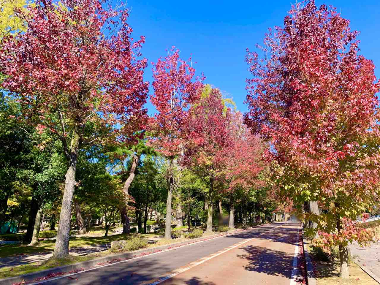 いよいよ見頃 広坂にある アメリカ楓通り ふうどおり に紅葉見に行ってみた 10月31日撮影 金沢デイズ 石川県金沢市の地域情報サイト