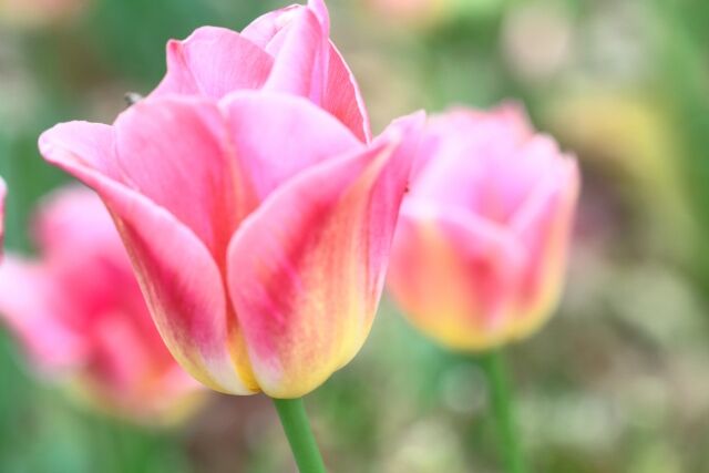 印刷可能 チューリップ ピンクミラクル チューリップ ピンクミラクル