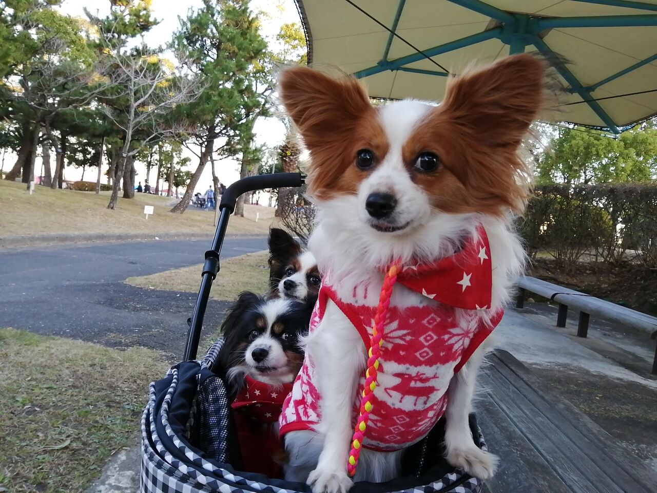 北陸最大級のわんこイベント!『石川県産業展示館2号館』で 北陸最大級のわんこイベント!『石川県産業展示館2号館』で