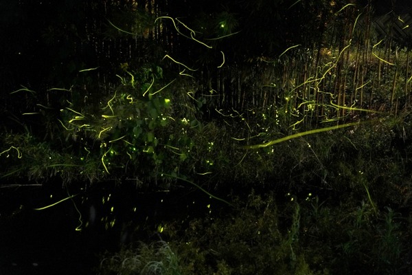 初夏の夜に舞うホタルを楽しむ！『金沢城外濠公園 白鳥路』で『白鳥路ホタル観賞の夕べ』開催。6月7日～9日、6月14日～16日。