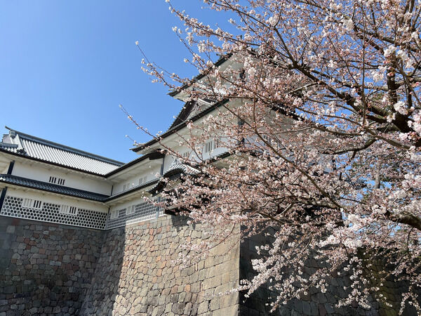 追記有：開催期間延長】桜の開花発表！満開はもうすぐ！？『兼六