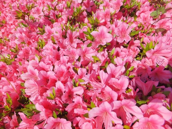 四季の花めぐりツアー