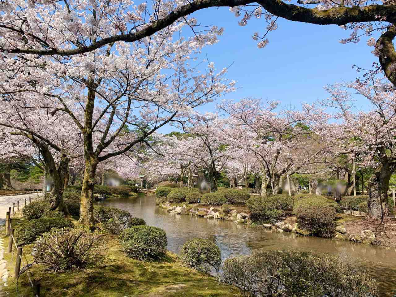 いよいよ見頃 現在の桜の開花状況は 金沢城公園 兼六園 の桜見に行ってみた 4月7日撮影 金沢デイズ 石川県金沢市の地域情報サイト