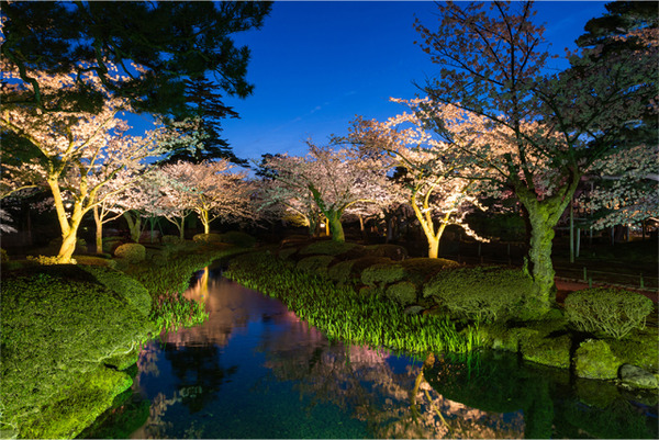 夜桜②