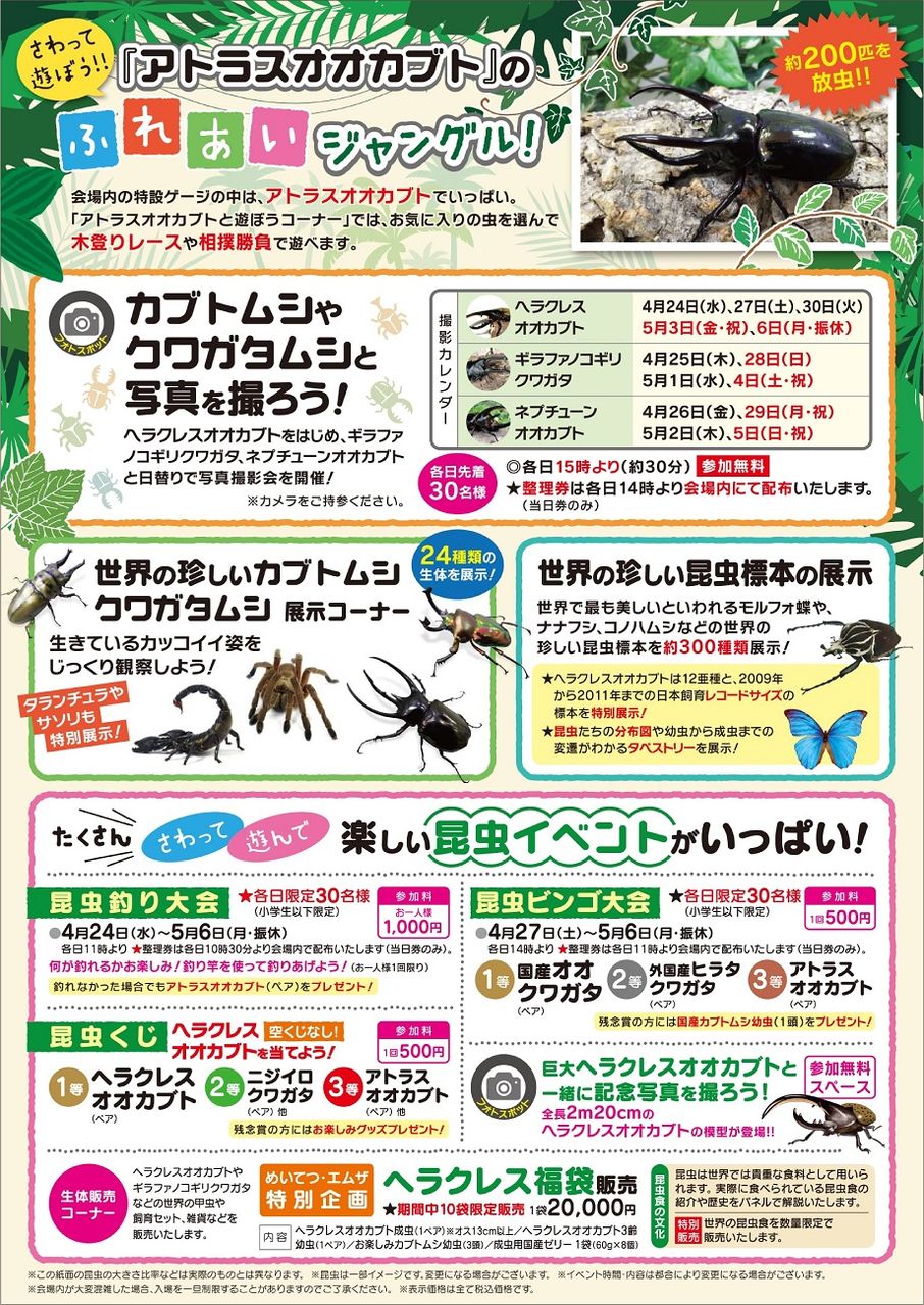 大人気のかっこいい甲虫が大集合 カブトムシ クワガタムシとの写真撮影会も めいてつ エムザ で ふれあいジャングル 世界の昆虫展 開催 4月24日 5月6日 金沢デイズ 石川県金沢市の地域情報サイト 大人気のかっこいい甲虫が大集合 カブトムシ クワガタムシとの写真撮影会も めいてつ エムザ で ふれあいジャングル 世界の昆虫展 開催 4月24日 5月6日 金沢デイズ 石川県金沢市の地域情報サイト