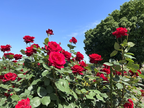 約160品種1,800本のバラが見頃に！『金沢南総合運動公園』の『バラ園』にバラの花見に行ってみた。※5月17日撮影。