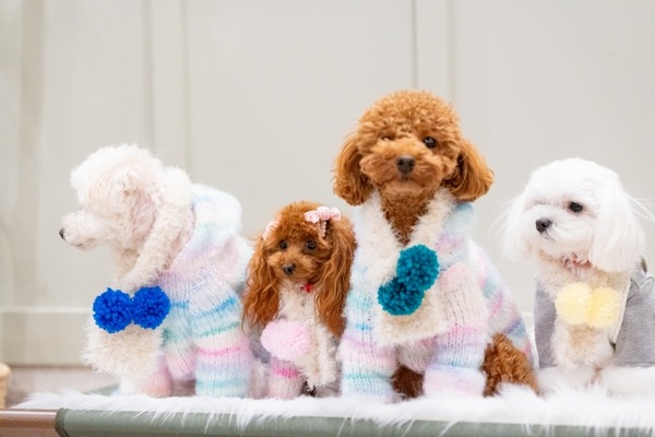 北陸最大級のわんこマルシェ！『石川県産業展示館1号館』で『ワンまるプチ vol.10』開催。11月15日、16日。