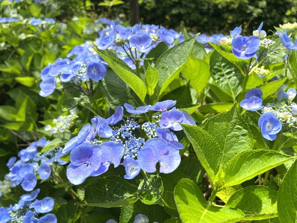 満開はもうすぐ！？『大乗寺丘陵公園』に『紫陽花』見に行ってみた。※6月10日撮影