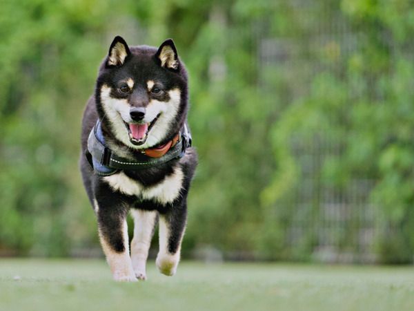 動物愛護フェスティバル2026