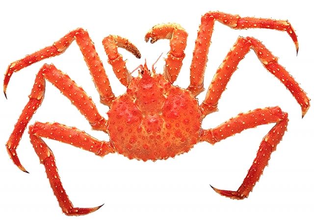 もっと日本海のエビとカニについて知ろう 石川県自然史資料館にて 日本海のエビ カニ 分類 生態から食文化まで が開催 1月19日 6月9日 金沢デイズ 石川県金沢市の地域情報サイト