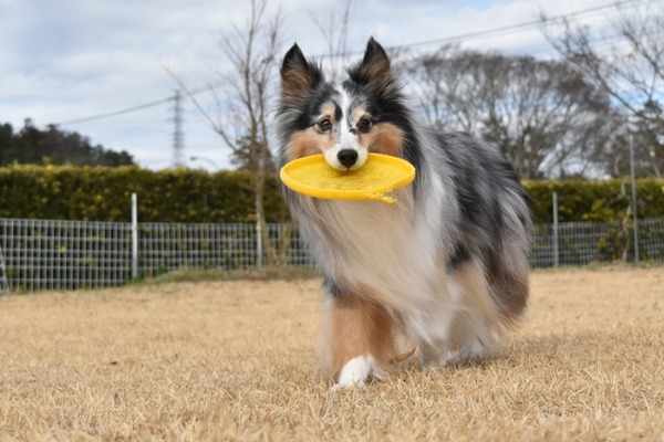 動物愛護フェスティバル2026
