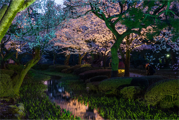 夜桜