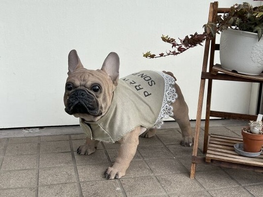 ワンまるプチ