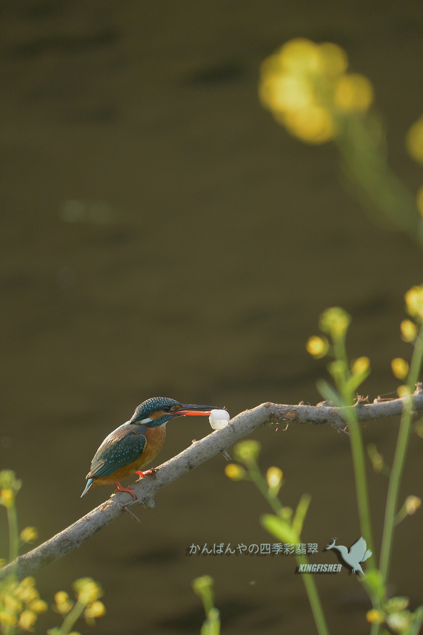 かわせみと卵 そして飛び物 かんばんやの四季彩翡翠