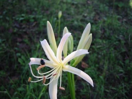 彼岸花はなぜ嫌われるのだろうか 純情おばさんはりきり日記