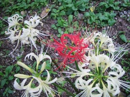 彼岸花はなぜ嫌われるのだろうか 純情おばさんはりきり日記