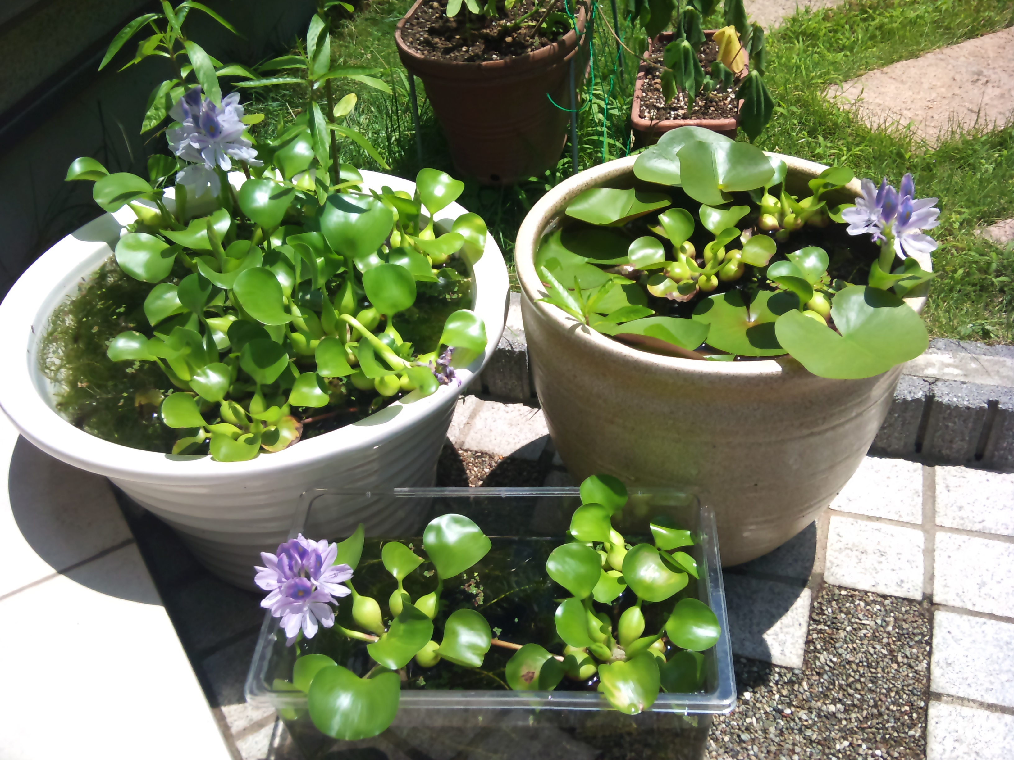 水草が咲いた 旅と家族と息子の成長記録