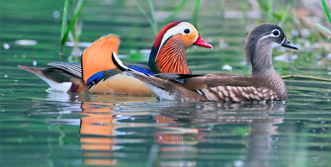 鴛鴦おしどり0022