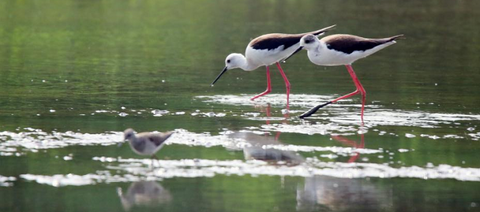 セイタカシギ01