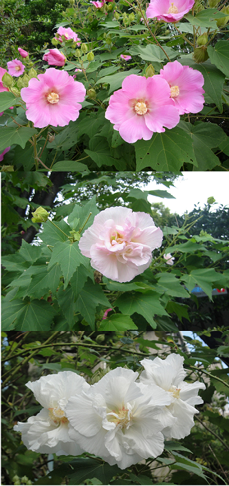 芙蓉33302