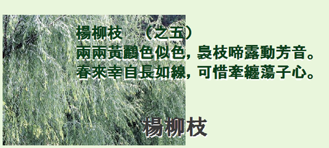 楊柳枝005