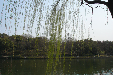 隋堤002