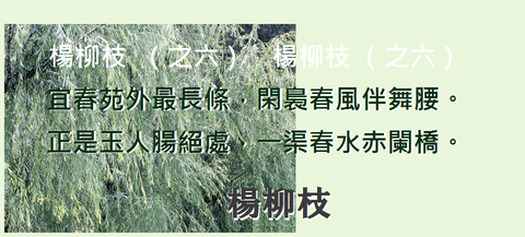 楊柳枝0006