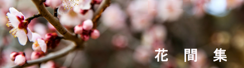 花間集　白梅