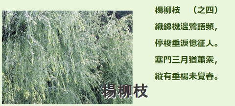 楊柳枝004