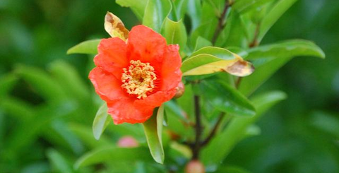 石榴の花01