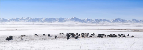 春雪に草原に集まる動物002