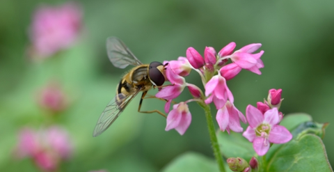 アカバナソバ00