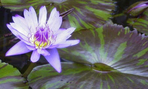 suiren0016