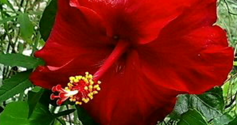 朱槿花・佛桑華