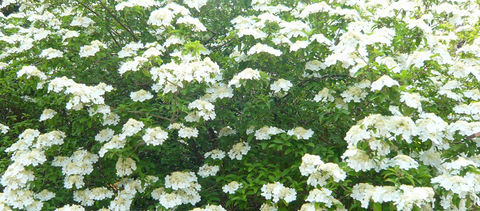 瓊花0102