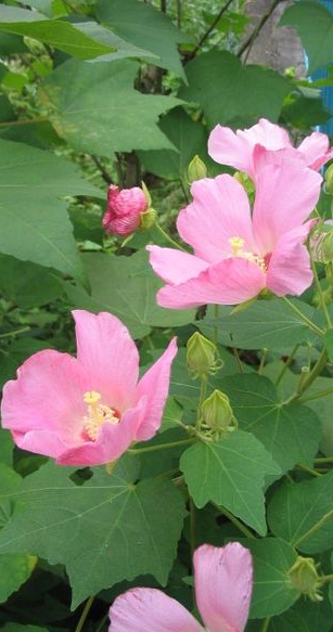 木芙蓉00