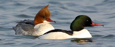 鸂鶒けいせき001