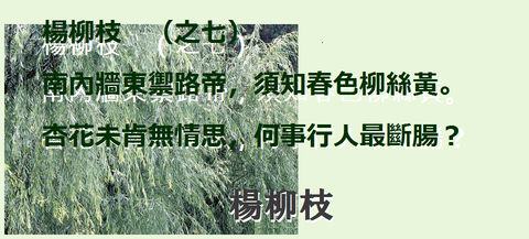 楊柳枝0007