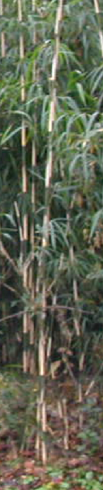 篠竹0004