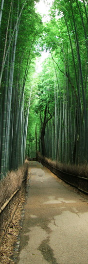 竹林0021