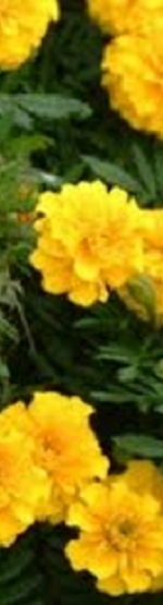 金燈花03