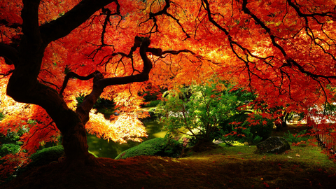 紅葉0010