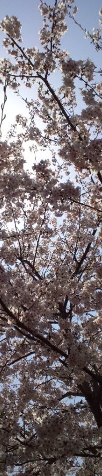 sakura0081